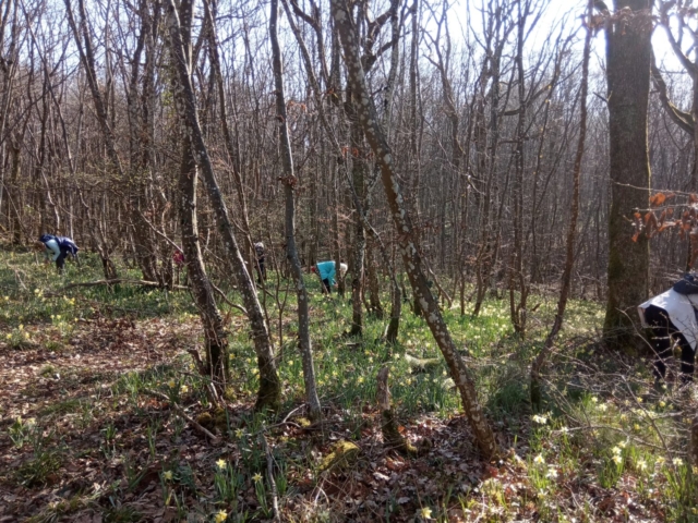 Cueillette Jonquilles-1