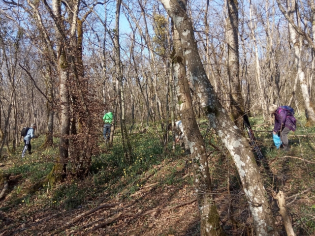 Cueillette Jonquilles