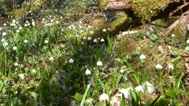 Etendue Nivéole de printemps