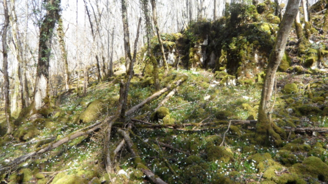 Etendue de Nivéoles-1