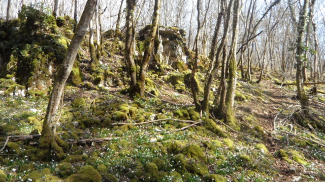 Etendue fleurs Nivéoles