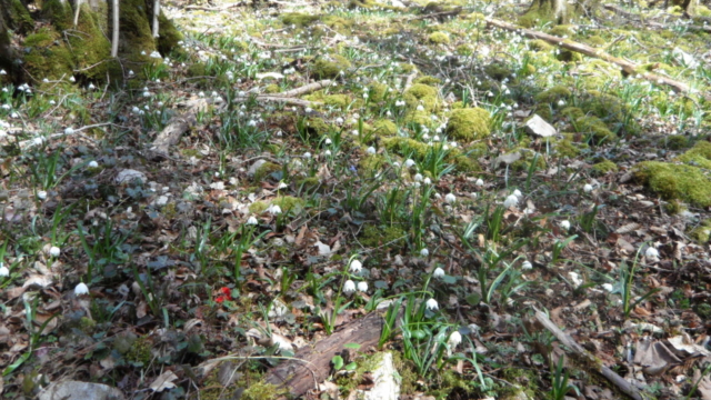 Fleurs Nivéoles et Scilles, champignon rouge Pézize écarlate