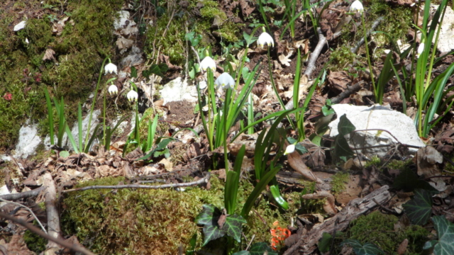 Fleurs Nivéoles et champignon rouge Pézize écarlate-1