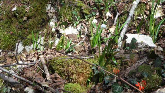 Fleurs Nivéoles et champignon rouge Pézize écarlate