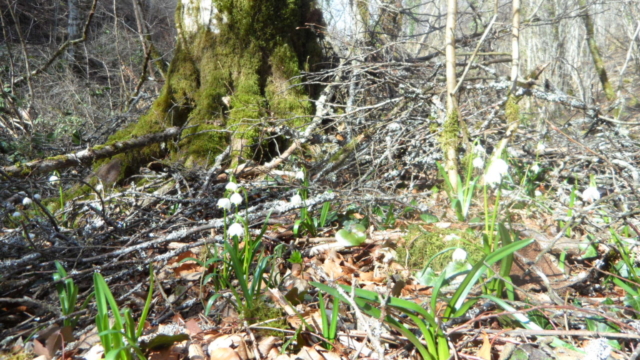 Nivéole de printemps