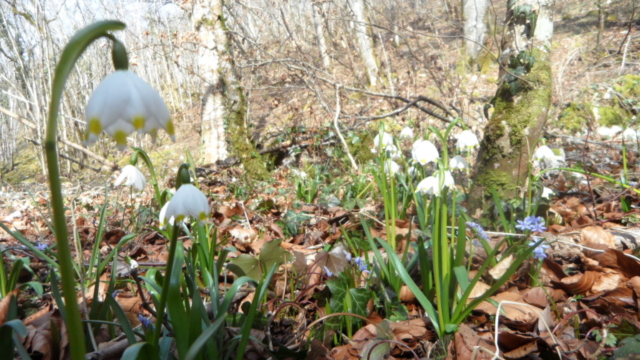 Nivéole de printemps-1