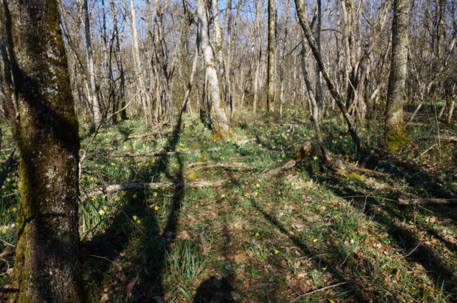 Parterre de jonquilles-1