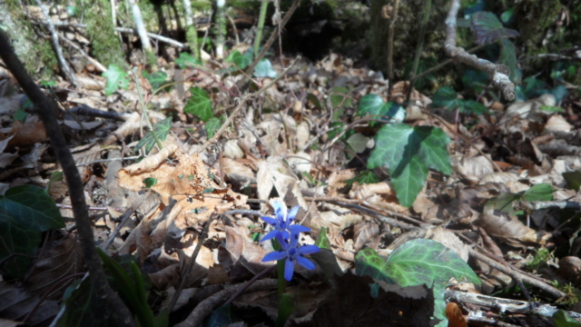 Scille (Scilla), des clochettes bleues en étoiles