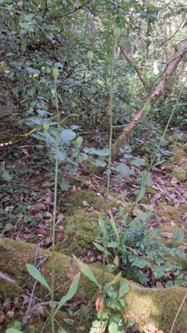 IMG-20260616-WA0006
