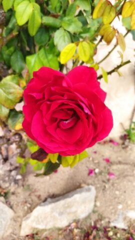 IMG_20260929_130245